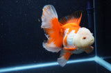 Thai Oranda  Red White 6 Inch (ID#307To7b-114)