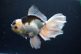 Thai Oranda  Panda 5.5 Inch (ID#1112To6b-108)