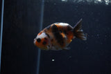 Baby Ranchu  Calico 3 Inch (ID#1224R9c-35) Free2Day SHIPPING