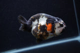 Milk Cow Ranchu  Calico 4 Inch (ID#0103R10c-92) Free2Day SHIPPING