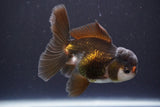 Juvenile Thai Oranda  Panda 4 Inch (ID#910To13bpt6-50) Free2Day SHIPPING