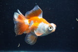 Butterfly  Red White 3.5 Inch (ID#415B8b-42) Free2Day SHIPPING