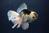 Thai Oranda  Panda 5.5 Inch (ID#1112To6b-108)