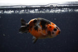 Baby Ranchu  Calico 3 Inch (ID#1224R9c-35) Free2Day SHIPPING