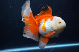 Thai Oranda  Red White 6 Inch (ID#307To7b-114)
