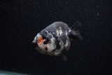 Milk Cow Ranchu  Calico 4 Inch (ID#0103R10c-92) Free2Day SHIPPING