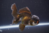 Juvenile Thai Oranda  Panda 4 Inch (ID#910To13bpt6-50) Free2Day SHIPPING