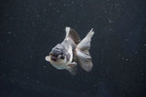 Juvenile Thai Oranda  Panda 3.5 Inch (ID#1022To13b-90) Free2Day SHIPPING