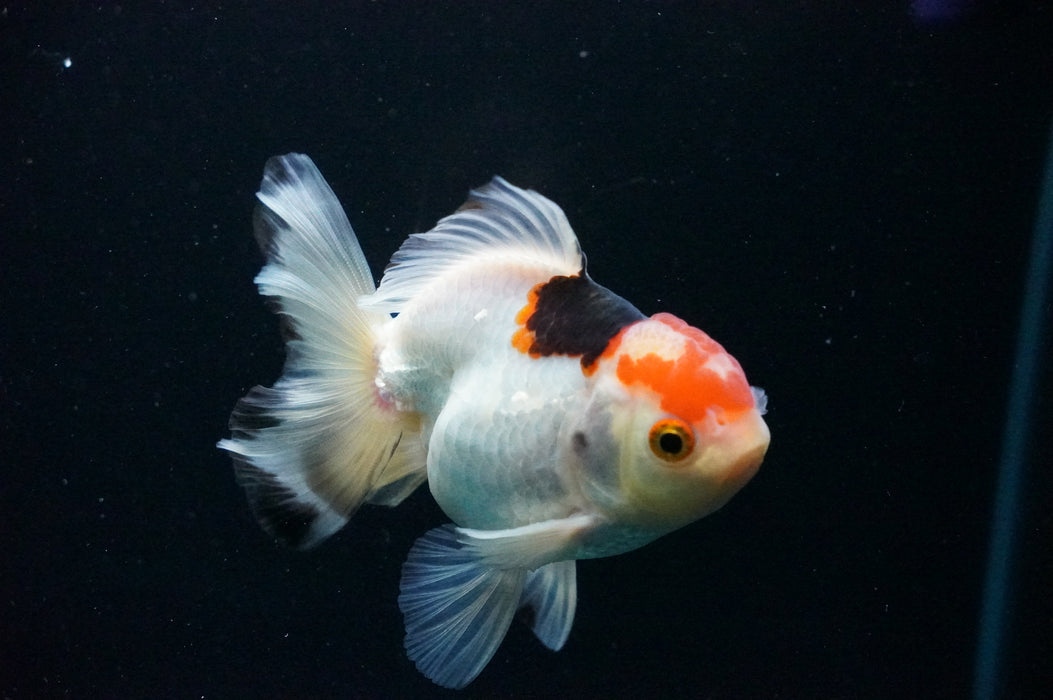 Thai Oranda  Tricolor 4 Inch (ID#1128T1b-38) Free2Day SHIPPING