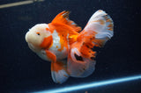Thai Oranda  Red White 6 Inch (ID#307To7b-114)