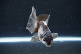 Juvenile Thai Oranda  Panda 3.5 Inch (ID#1022To13b-90) Free2Day SHIPPING