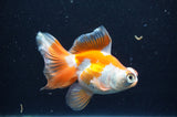 Butterfly  Red White 3.5 Inch (ID#415B8b-42) Free2Day SHIPPING