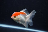 Juvenile Thai Oranda  Red White 3.5 Inch (ID#1206To12c-89) Free2Day SHIPPING