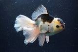 Thai Oranda  Panda 5.5 Inch (ID#1112To6b-108)