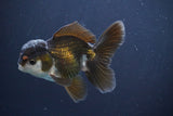 Juvenile Thai Oranda  Panda 4 Inch (ID#910To13bpt6-50) Free2Day SHIPPING