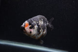 Milk Cow Ranchu  Calico 4 Inch (ID#0103R10c-92) Free2Day SHIPPING