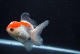 Juvenile Thai Oranda  Red White 3.5 Inch (ID#1206To12c-89) Free2Day SHIPPING