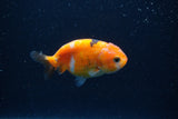 Baby Ranchu  Calico 3 Inch (ID#1224R9c-36) Free2Day SHIPPING