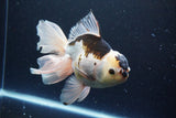 Thai Oranda  Panda 5.5 Inch (ID#1112To6b-108)