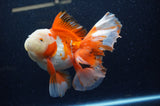 Thai Oranda  Red White 6 Inch (ID#307To7b-114)