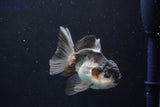 Juvenile Thai Oranda  Panda 3.5 Inch (ID#1022To13b-90) Free2Day SHIPPING