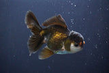 Juvenile Thai Oranda  Panda 4 Inch (ID#910To13bpt6-50) Free2Day SHIPPING