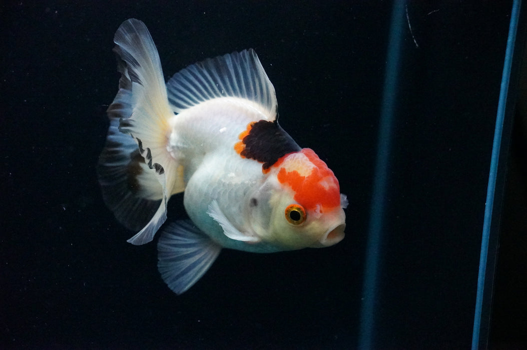 Thai Oranda  Tricolor 4 Inch (ID#1128T1b-38) Free2Day SHIPPING
