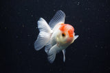 Juvenile Thai Oranda  Red White 3.5 Inch (ID#1206To12c-89) Free2Day SHIPPING