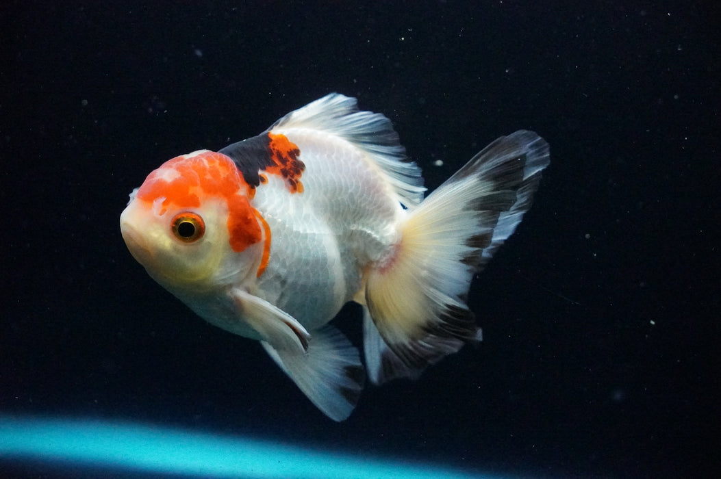 Thai Oranda  Tricolor 4 Inch (ID#1128T1b-38) Free2Day SHIPPING