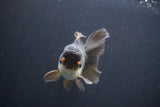 Juvenile Thai Oranda  Panda 4 Inch (ID#910To13bpt6-50) Free2Day SHIPPING