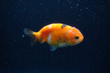 Baby Ranchu  Calico 3 Inch (ID#1224R9c-36) Free2Day SHIPPING