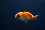 Baby Ranchu  Calico 3 Inch (ID#1224R9c-36) Free2Day SHIPPING