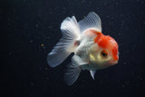 Juvenile Thai Oranda  Red White 3.5 Inch (ID#1206To12c-89) Free2Day SHIPPING