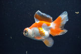 Butterfly  Red White 3.5 Inch (ID#415B8b-42) Free2Day SHIPPING