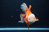 Thai Oranda  Red White 6 Inch (ID#307To7b-115)