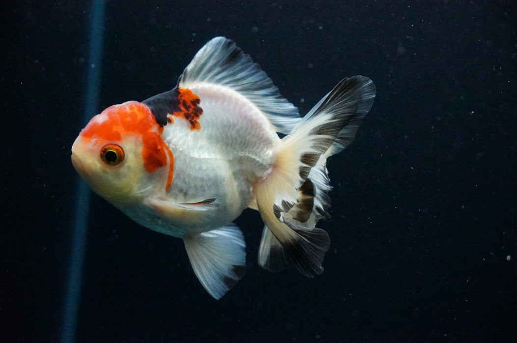 Thai Oranda  Tricolor 4 Inch (ID#1128T1b-38) Free2Day SHIPPING
