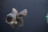 Juvenile Thai Oranda  Panda 4 Inch (ID#910To13bpt6-50) Free2Day SHIPPING