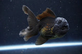 Juvenile Thai Oranda  Black 4 Inch (ID#1022To13b-91) Free2Day SHIPPING