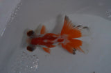 Butterfly  Red White 3.5 Inch (ID#415B8b-42) Free2Day SHIPPING