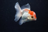 Juvenile Thai Oranda  Red White 3.5 Inch (ID#1206To12c-89) Free2Day SHIPPING