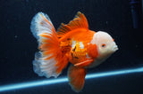 Thai Oranda  Red White 6 Inch (ID#307To7b-115)