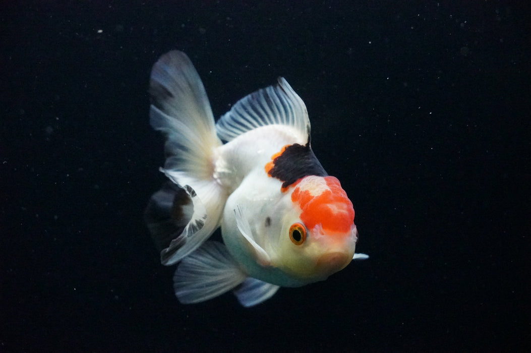 Thai Oranda  Tricolor 4 Inch (ID#1128T1b-38) Free2Day SHIPPING