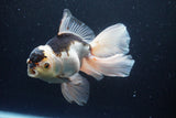 Thai Oranda  Panda 5.5 Inch (ID#1112To6b-108)