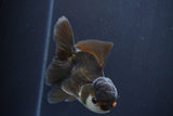 Juvenile Thai Oranda  Panda 4 Inch (ID#910To13bpt6-50) Free2Day SHIPPING