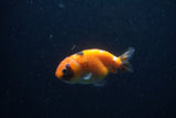 Baby Ranchu  Calico 3 Inch (ID#1224R9c-36) Free2Day SHIPPING