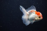 Juvenile Thai Oranda  Red White 3.5 Inch (ID#1206To12c-89) Free2Day SHIPPING