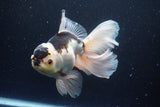 Thai Oranda  Panda 5.5 Inch (ID#1112To6b-108)