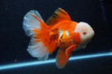 Thai Oranda  Red White 6 Inch (ID#307To7b-115)