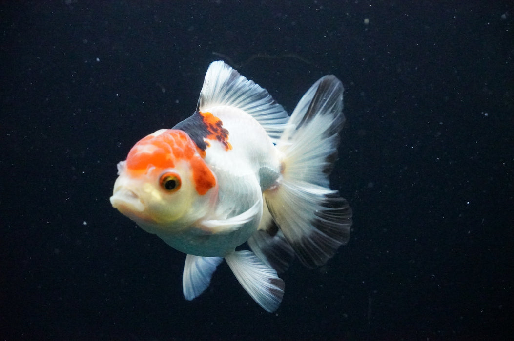 Thai Oranda  Tricolor 4 Inch (ID#1128T1b-38) Free2Day SHIPPING
