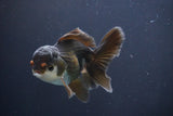 Juvenile Thai Oranda  Panda 4 Inch (ID#910To13bpt6-50) Free2Day SHIPPING